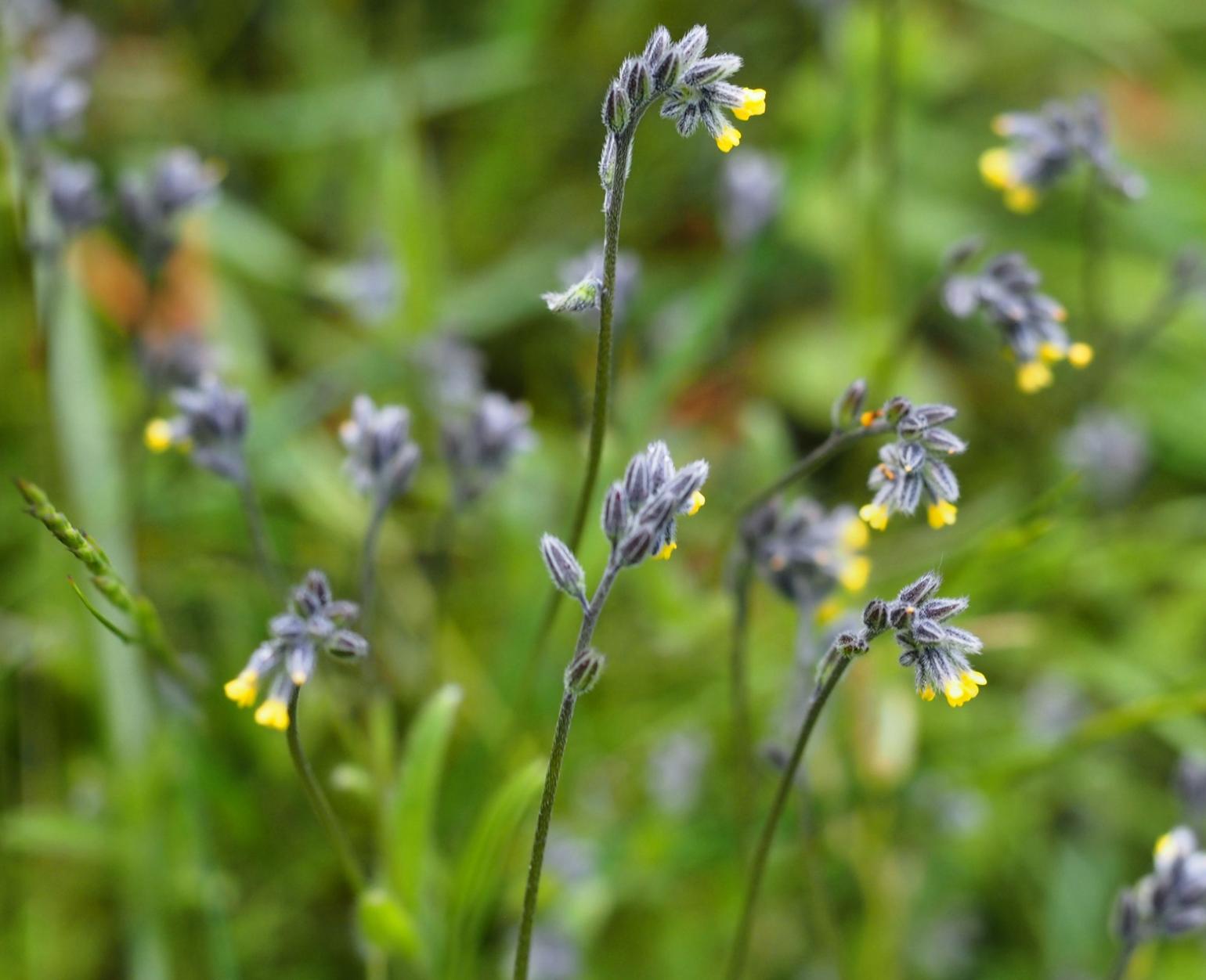 Forget-me-not, [Balbis's]